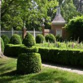 Buxus Sempervirens