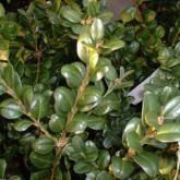 Buxus Rotundifolia