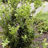 Buxus Raket