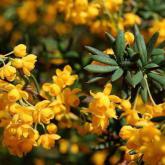 Berberis Stenophylla