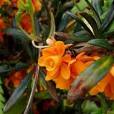 Berberis Linearifolia Orange King