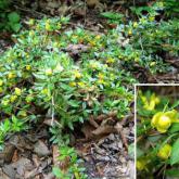 Berberis X Frikartii