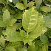 Aucuba Japonica Rozannie