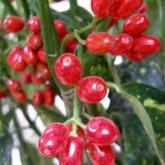 Aucuba Japonica Crotonifolia
