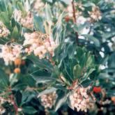 Arbustus Unedo