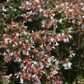 Abelia Grandiflora