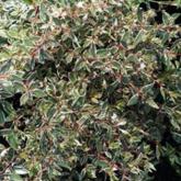 Abelia Confetti