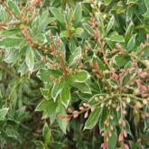 Little Heath Variegata