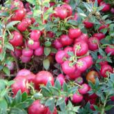 Pernettya Mucronata Rouge 