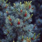 Pinus Parviflora Glauca