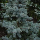 Picea Pungens Hotto
