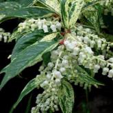 Leucothoe Fontana Rainbow