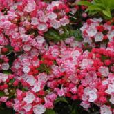 Kalmia Latifolia Ostbo Red