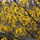 Hamamelis Mollis