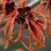 Hamamelis Intermedia Jelena