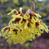 Hamamelis Intermedia Arnold Promise
