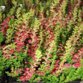 Calluna Vulgaris Rouge à grandes fleurs