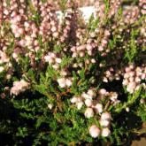 Calluna Vulgaris Miriam