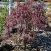 Palmatum Dissectum