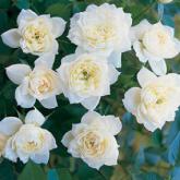 Bridal Meillandina