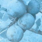 Ferbleue