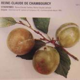 Reine Claude de Chambourcy