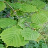 Corylus Avellana
