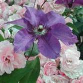 Palissade Rose