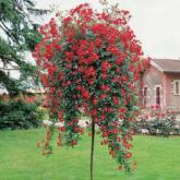 Rouge Meillandecor
