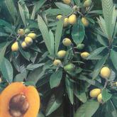 Mespilus