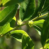 Ziziphus