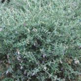 Teucrium Fruticans
