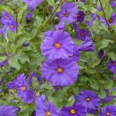 Solanum Rantonnetii Solanum Rantonnetii