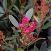 Rhaphiolepsis Delacourii Coates Crimson