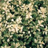 Pittosporum Tenuifolium Irene Patterson