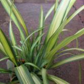 Phormium Tenax Yellow Wave