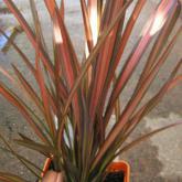 Phormium Tenax Pink Panther Phormium Tenax Pink Panther