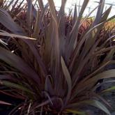 Phormium Purpureum