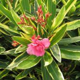 Nerium Oleander Variegata