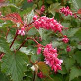 Neillia Affinis Neillia Affinis