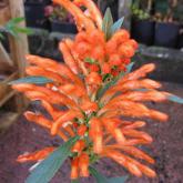 Leonotis Leonorus