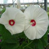 Hibiscus Moscheutos Hibiscus Moscheutos