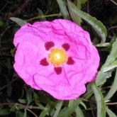 Cistus
