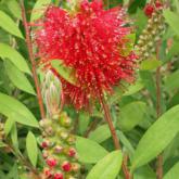 Callistemon Laevis Callistemon Laevis