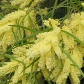Acacia Floribunda / Retinoïdes