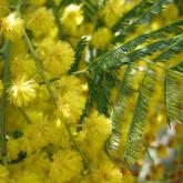 Acacia Dealbata