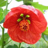 Abutilon X Hybridum
