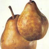 Epine du Mas
