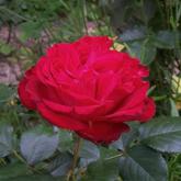 Traviata