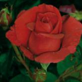 Rouge Adam